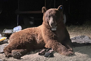 Junior the bear settled under an LA home. Why that's a win for